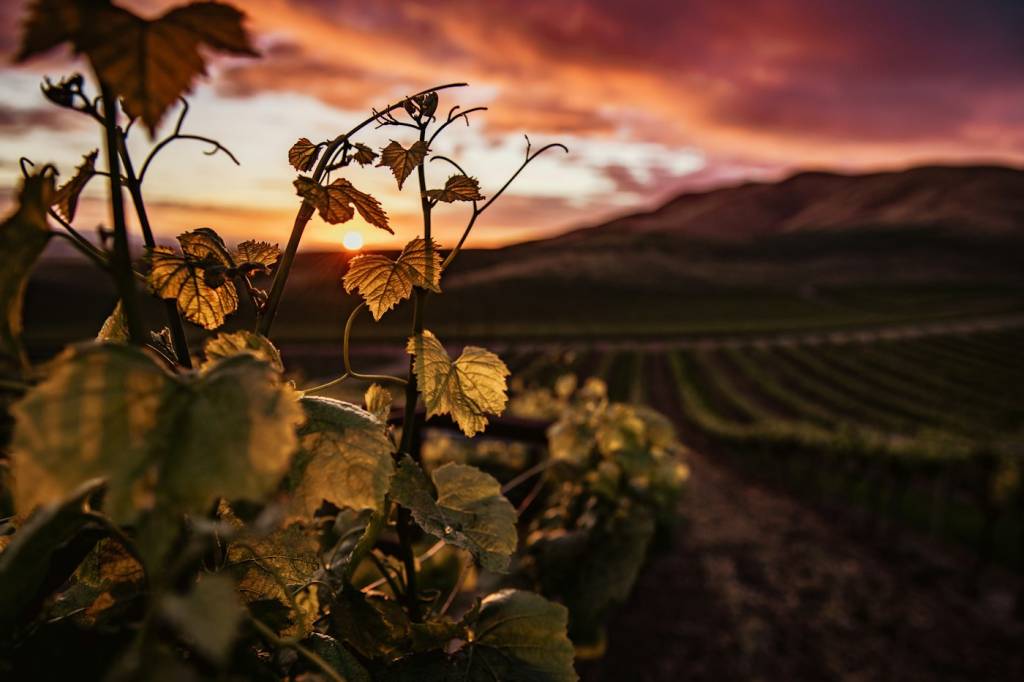Vignes aux couleurs d’automne sur la route des vins de Provence