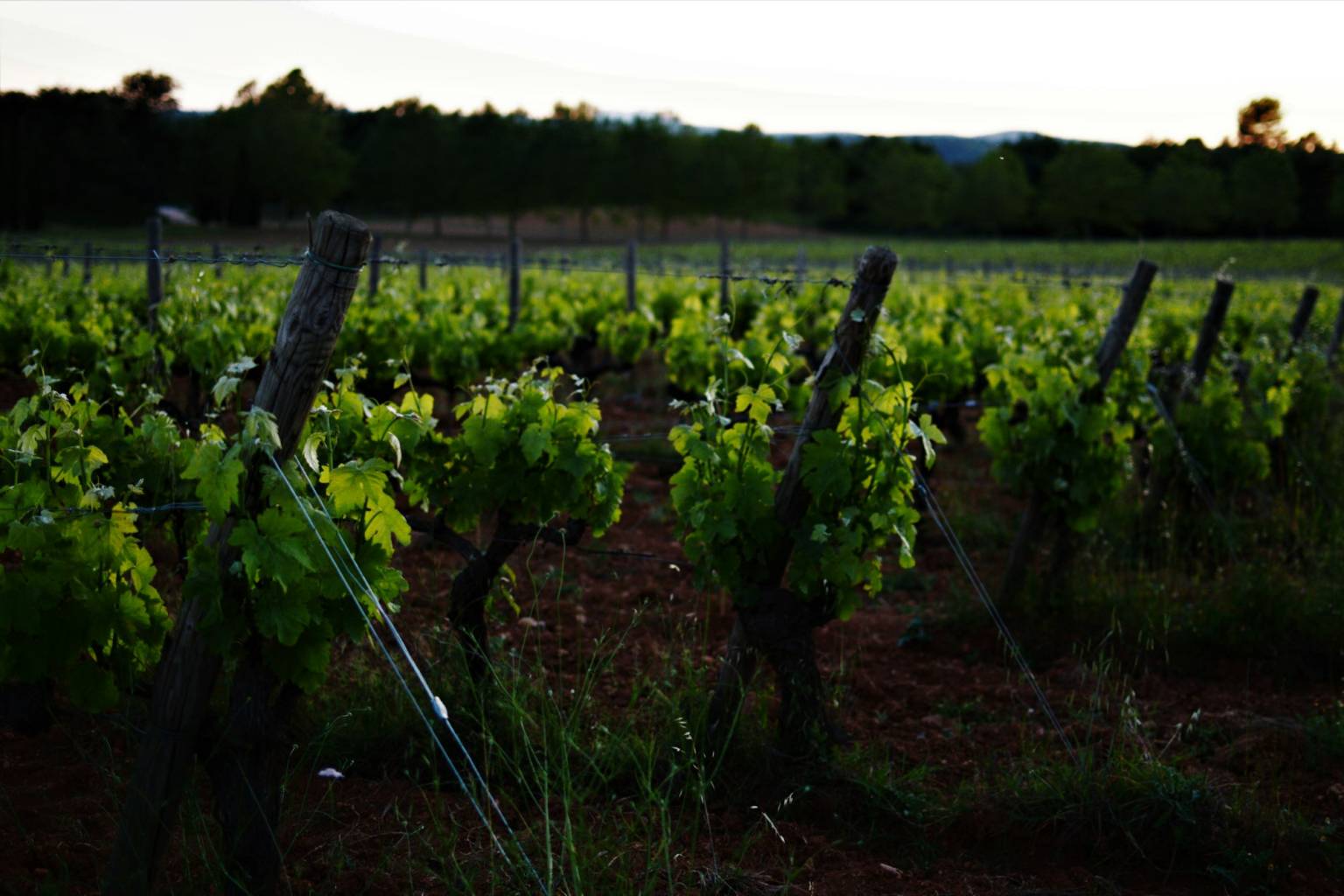 Vignoble de Provence, terroir d'origine d'un coffret vin