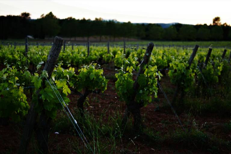 Vignoble de Provence, terroir d'origine d'un coffret vin