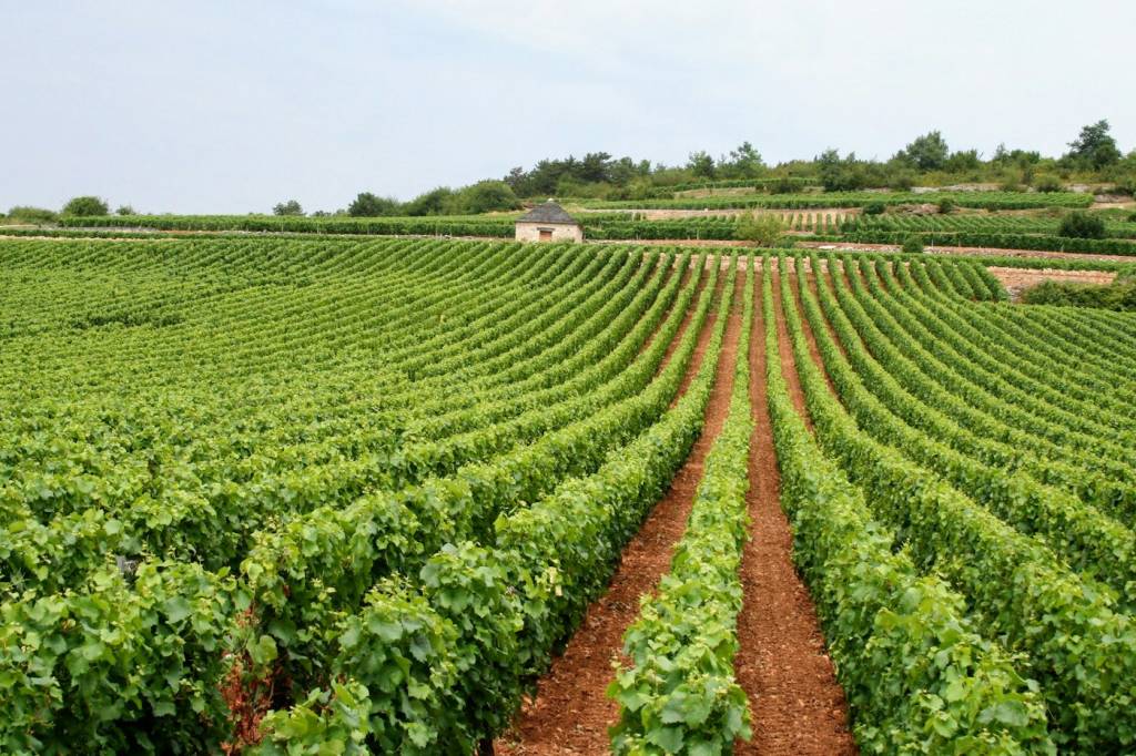 Vignes de Provence, cadre d'un cours d'œnologie