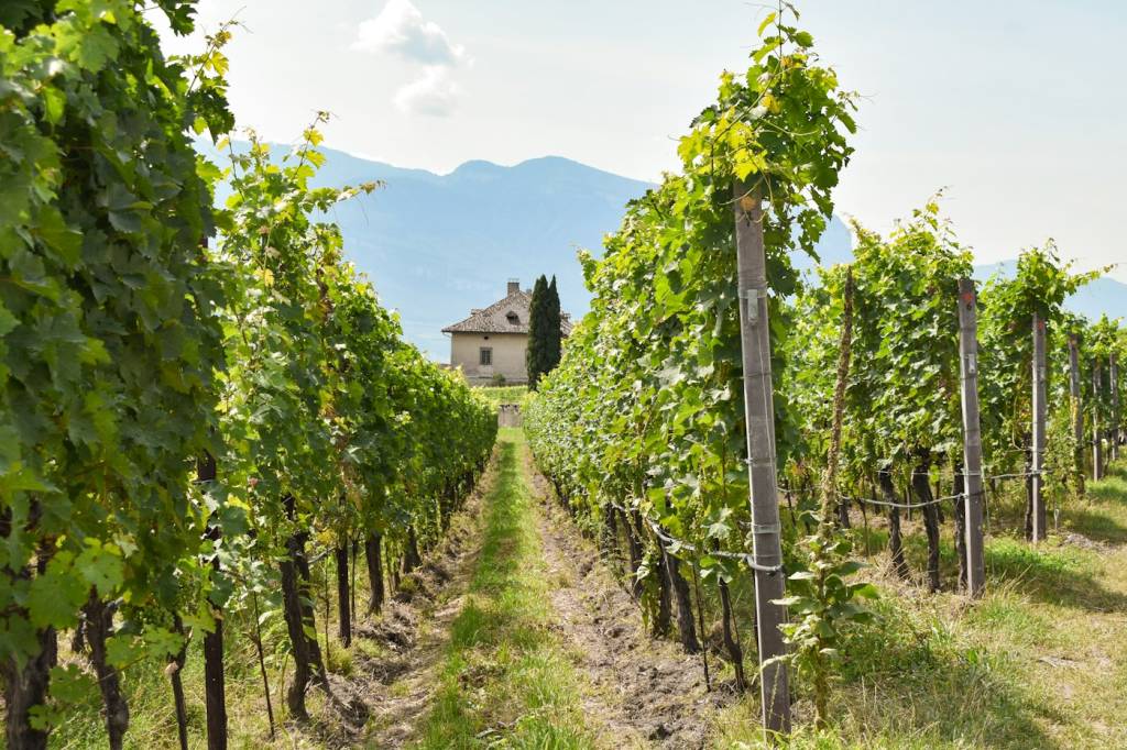 Mas en pierre au bord d'un vignoble, adresse pour dormir dans les vignes