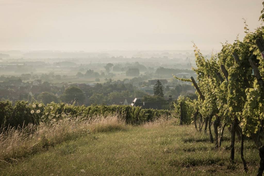 Vignes dans la brume matinale vues après une nuit passée à dormir dans les vignes