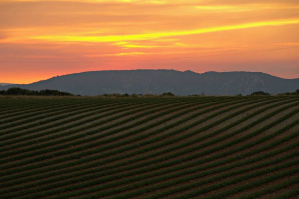 Vignoble provençal au crépuscule après les fêtes du vin en Provence