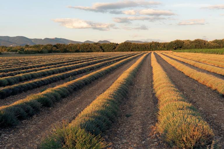 Oliveraie provençale produisant l'huile d'olive de Provence