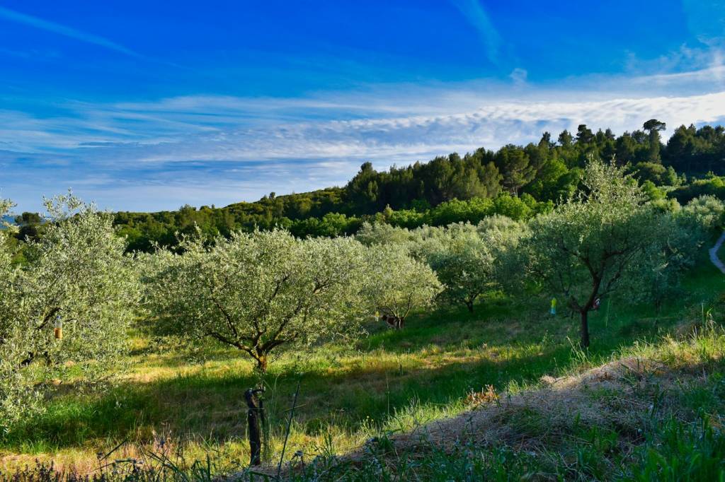 Oliviers voisins des vignobles des Alpilles
