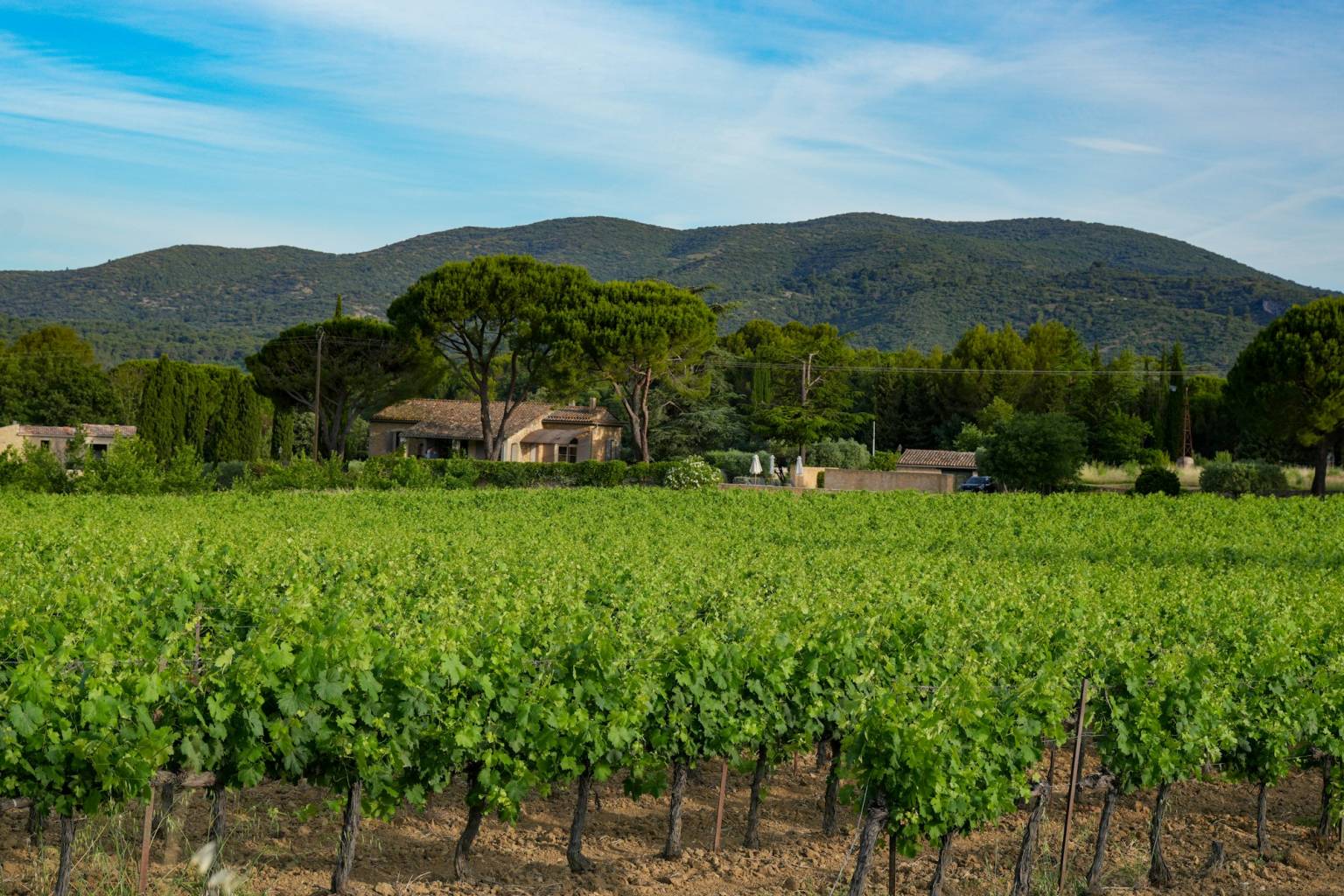 Rangs de vigne chargés de raisins avant de participer aux vendanges en Provence