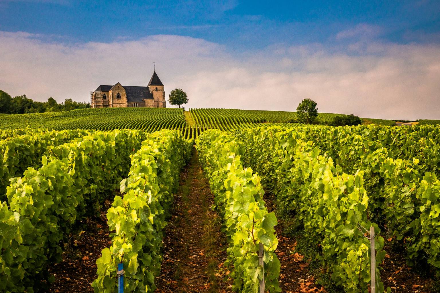 Vignoble au pied d’une montagne sur la route des vins de Provence