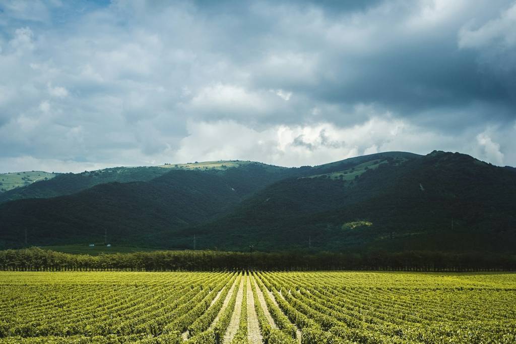 Coteau calcaire planté de vignes dans les vignobles des Alpilles
