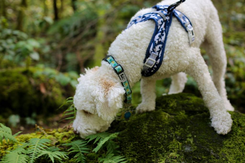 Chien truffier cherchant la truffe noire de Provence sous les chênes