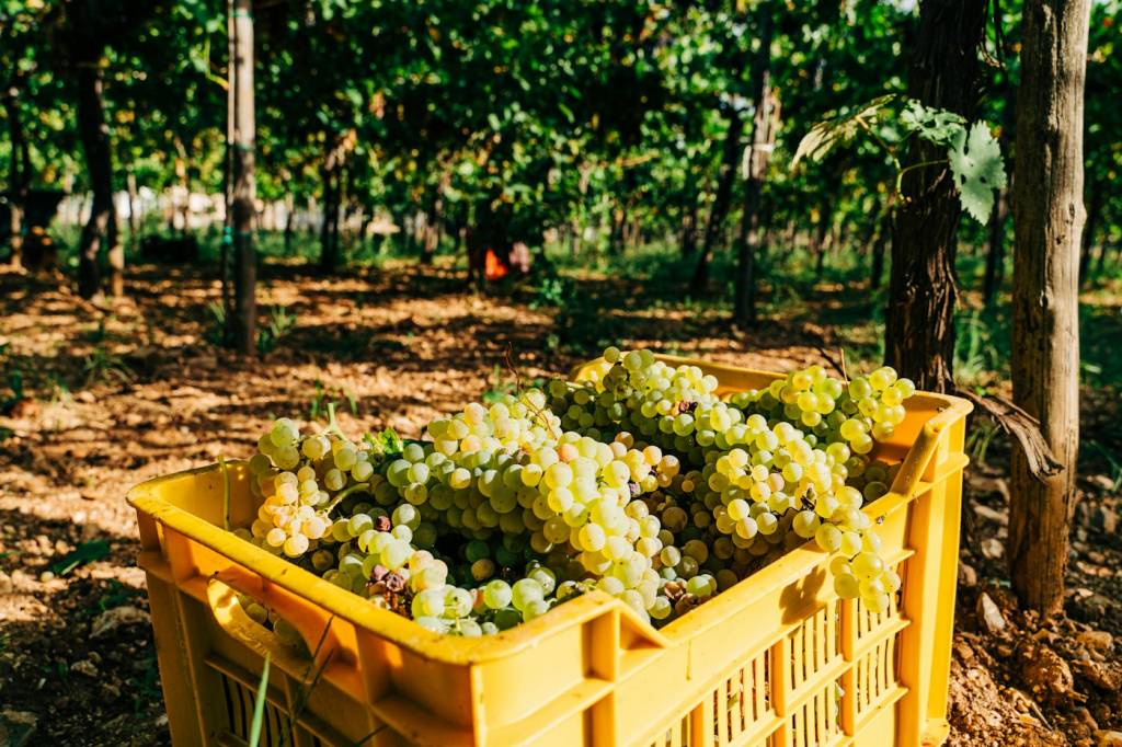 Caisses de raisins en bout de rang après les vendanges du matin