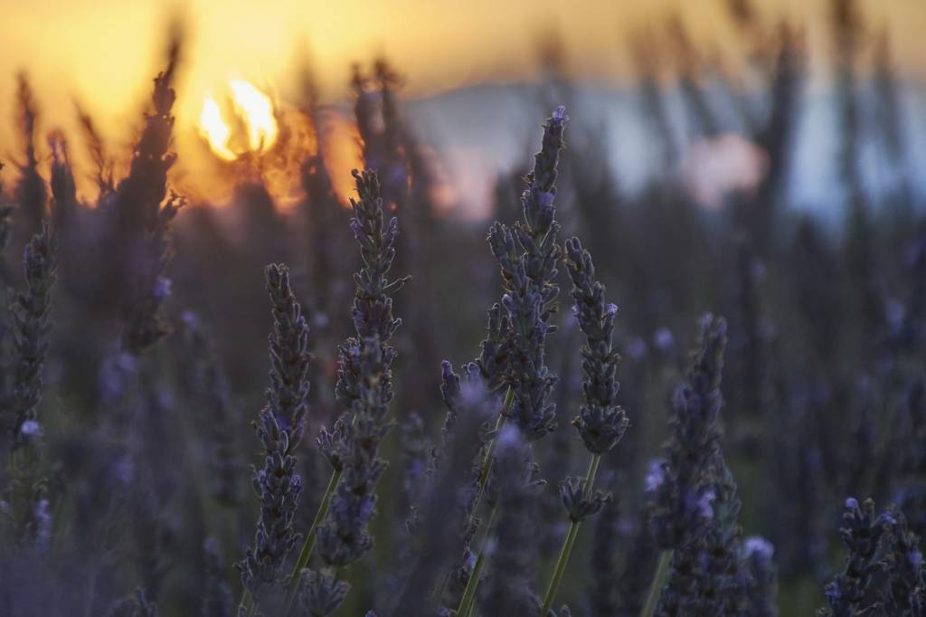 Coucher de soleil sur les vignes après une journée de vendanges