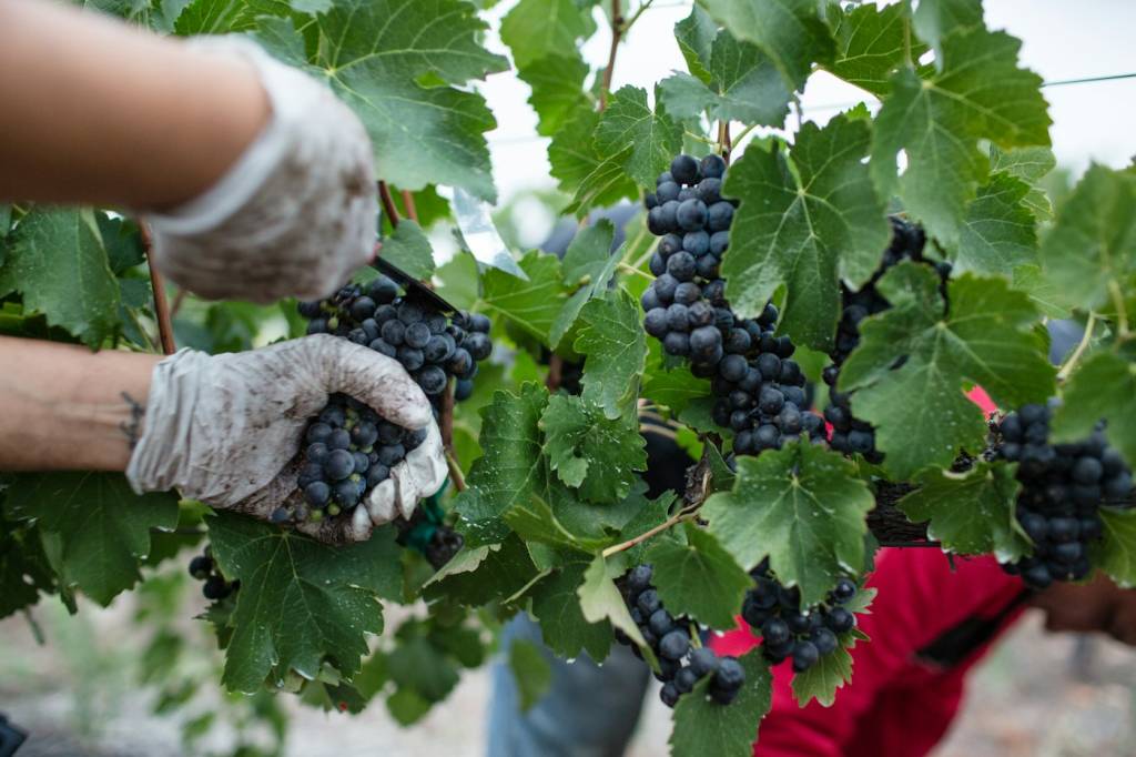 Mains coupant une grappe de raisin pendant les vendanges