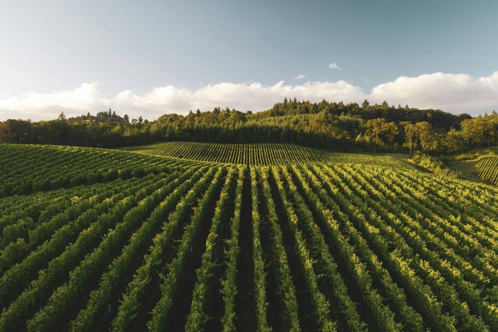 Rangs de vigne enherbés dans les vignobles des Alpilles