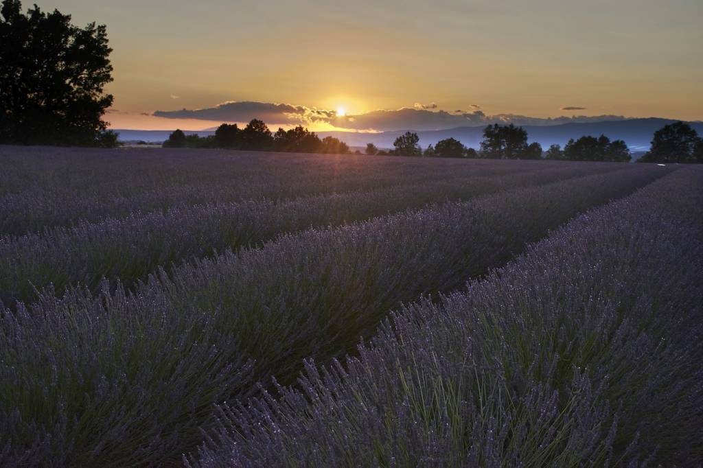 Rangs de vigne au soleil couchant, terroir des vins du Luberon