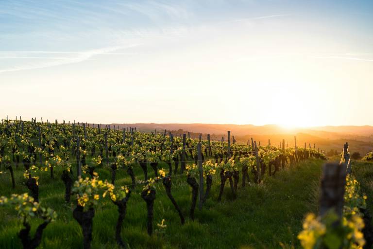 Rangs de vigne au pied du massif dans les vignobles des Alpilles