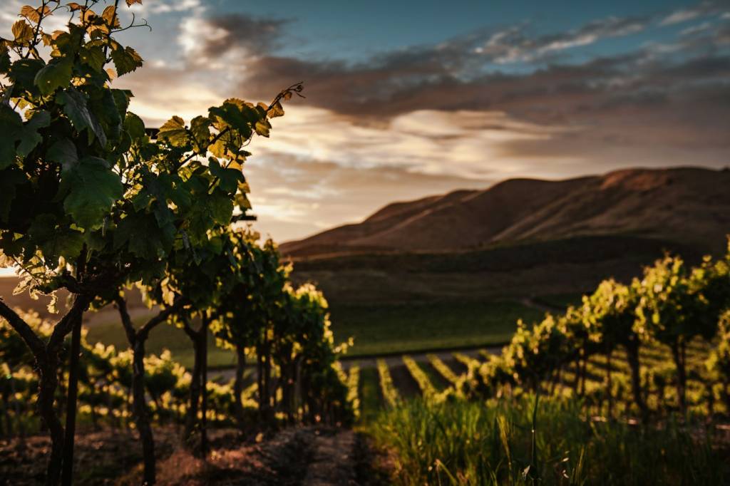 Coucher de soleil sur un vignoble labellisé Vignobles & Découvertes