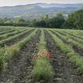 Les vins du Luberon, la fraîcheur d’une Provence d’altitude