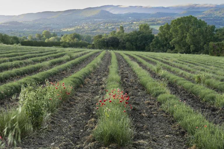 Vignoble et collines où naissent les vins du Luberon