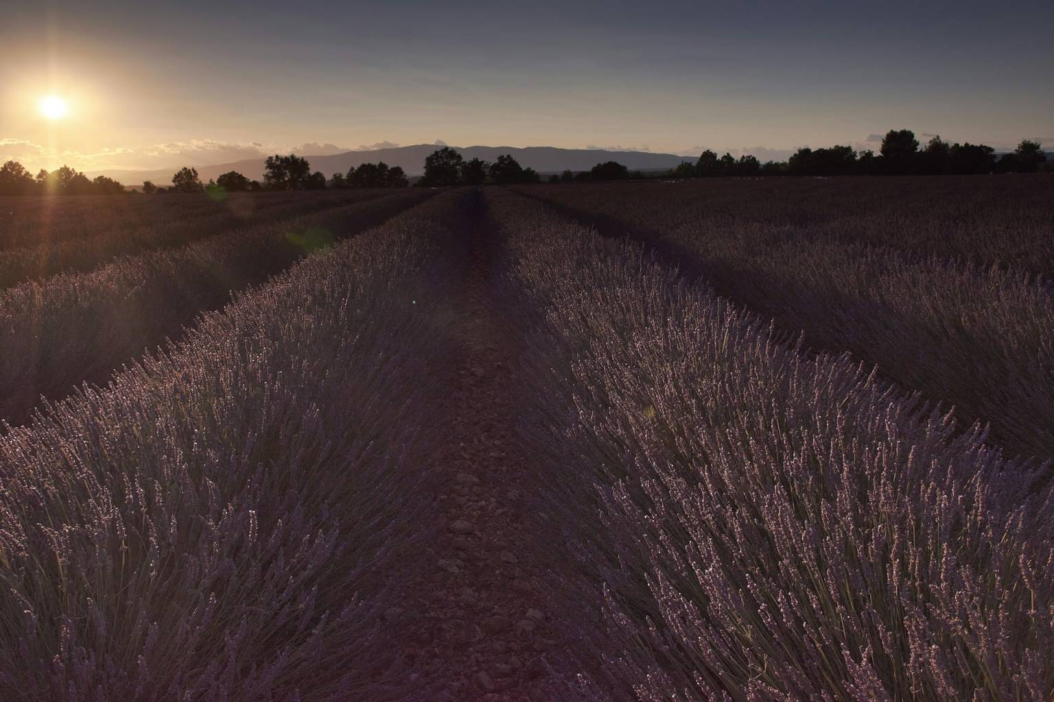 Vignoble provençal au coucher du soleil, cadre d'un week-end œnologique