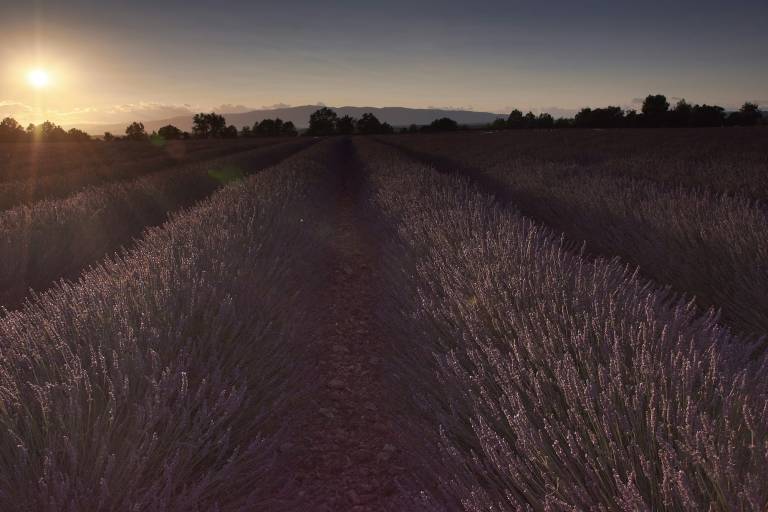 Vignoble provençal au coucher du soleil, cadre d'un week-end œnologique