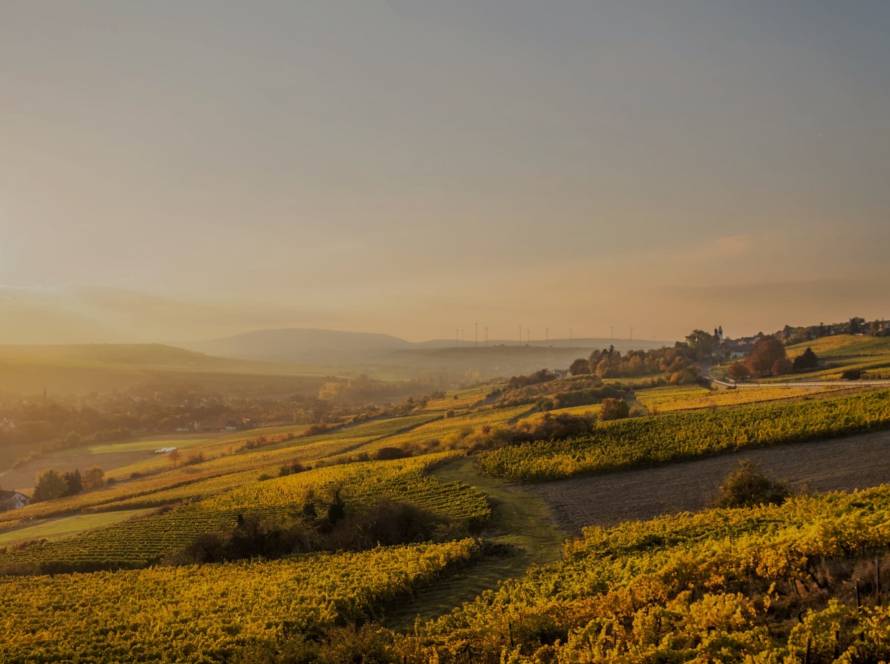 Oenotourisme : balade dans les vignes au coucher du soleil